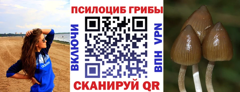 Псилоцибиновые грибы MAGIC MUSHROOMS  продажа наркотиков  Аткарск 